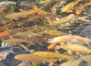 真錦鯉！神山鎮這裏的魚每條售價1000-10000元