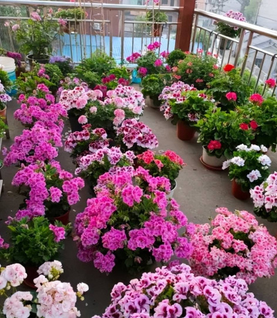 貴州一小姐姐養了上百盆天竺葵，陽台開成小花園，誰見了都誇美