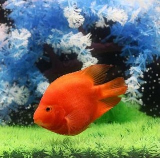 3條觀賞魚，你最喜歡哪條，測你會不會“如魚得水”撞大運