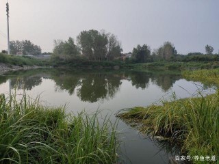 小麥穗魚放在兩個魚缸內，為什麼一缸死亡過半，一缸一條沒死？