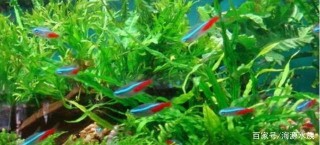 想知道觀賞魚的知名度的排名是多少？（上）
