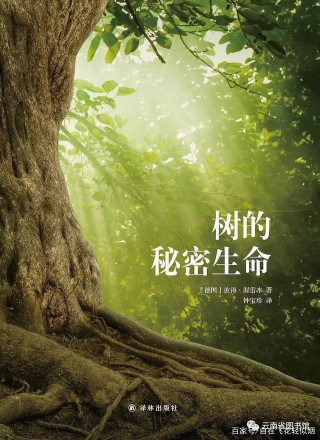護林人將樹木的語言翻譯成文字，展現不為人知的秘密
