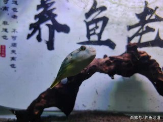 為什麼觀賞魚體表有大量氣泡，下了很多藥也沒用？還是方法不對