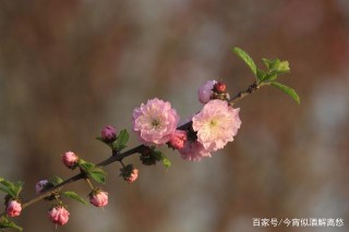 1月，思念訴愛意，緣分不肯走，深愛注定複合的3星座