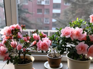 老花匠都喜歡的4種花，好養好看又吉利，家裏養幾盆開成小花園