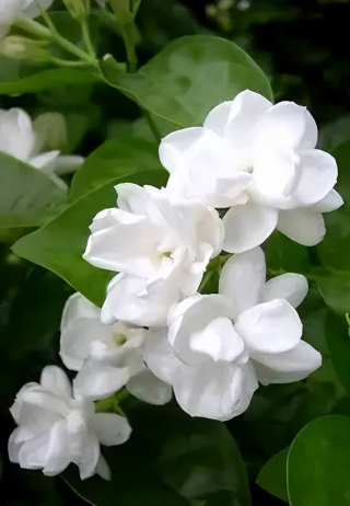 夏天養花選它，耐曬耐旱易度夏，隨便一養開滿枝條，值得擁有