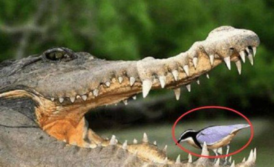 世界上最勇敢的鳥，敢在鱷魚嘴裏找食物，為什麼鱷魚不吃它呢?