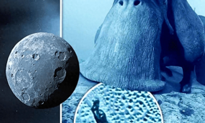 冥王星發現類似蝸牛生物，這是什麼東西，它是怎麼形成的？