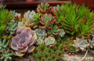 家庭養花：盆栽觀葉植物、花卉，全得滿足“這些條件”！