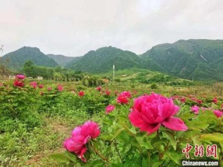 甘肅臨洮育萬畝國色天香“牡丹生活”邀客生態遊