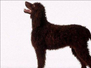 如何喂養/飼養愛爾蘭水獵犬？