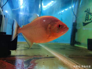 為什麼說某些情況下養魚，有過濾系統，還不如沒過濾好呢？