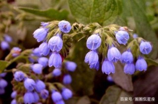 八天後，桃花迎來上上簽，愛情如願以償，和真愛不期而遇的星座