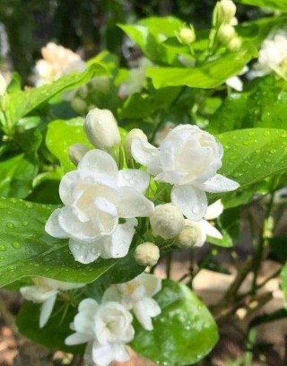 茉莉花黃葉，2種肥水澆一澆，7天綠回來，枝繁葉茂