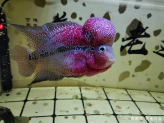 這種觀賞魚紅的發紫黃的純粹，體表像一片閃亮繁星，而且極易飼養