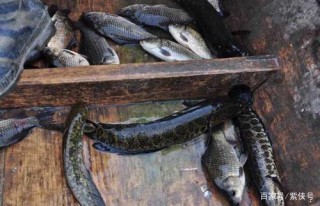 北方蛇頭魚占領美國江河，亞洲鯉魚淪為美食，該哭還是該笑？