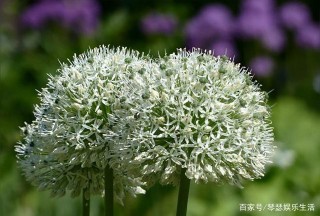 十月份，退散、福星和貴族四大星座的財富倍增，變得繁榮昌盛