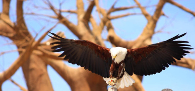 老鷹是鳥類中的王者嗎？老鷹存在天敵嗎？它有害怕的動物嗎？