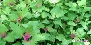 轉告父母：農村田間喂豬的野菜 能清熱解毒 防貧血除口臭