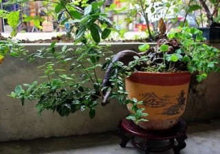 盆栽桔子樹的養殖方法：置於光照充足、通風良好的場所養護