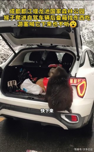 成都：猴子直接沖進小汽車搶食物，女遊客尖叫連連