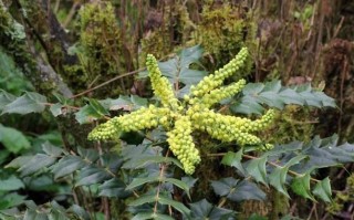 農村一種植物，人稱“十大功勞”，做盆栽盆景漂亮，水邊比較多