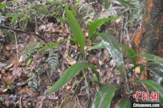 曾認為已滅絕 廣東茂名發現珍稀瀕危植物蘭花蕉群落