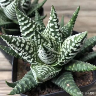多肉植物大型硬葉瓦葦盆栽技術
