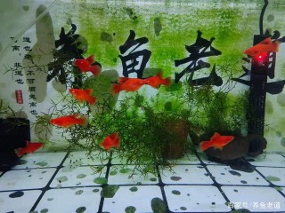 飼養這麼多年的觀賞魚，最大的收獲和遺憾是什麼，都有哪些經曆？