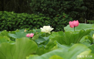 日常如何打理盆栽，才能滿足植物開花的條件？