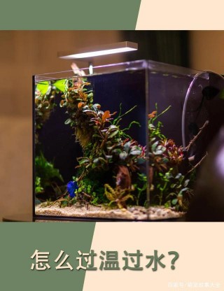 觀賞魚過溫過水，簡單粗暴，新魚友快速入門