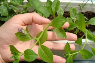 矮牽牛盆栽開花少，莖長得特別長，這樣操作可以讓它開爆盆