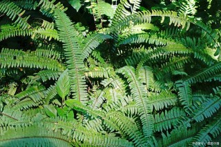 廁所擺放什麼植物，才能去除臭味？我們一起看看