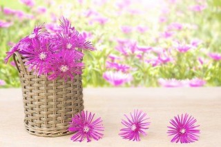 落花有意，纏綿繾綣，桃花歸位，3星座遇一良人，甜甜蜜蜜