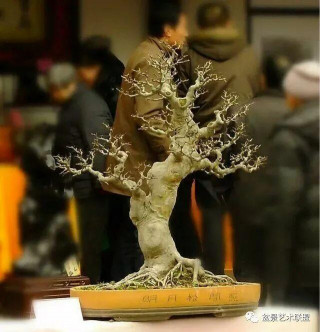 盆景基礎知識：不同盆景的常用擺放技巧