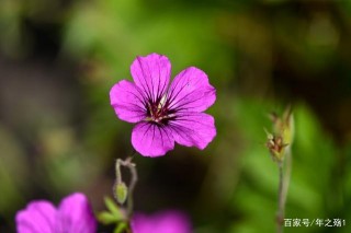 4大星座運勢：近段時間桃花溢香滿院，紅娘登門，愛情柳暗花明