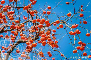 最低調的山區縣，迄今已1500多年歷史，客都明珠柿子紅山水美