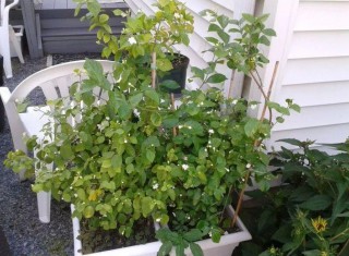 盆栽花卉開花多少，全指望“3點”，高手不講解，新手難理解