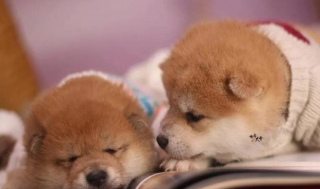 養柴知識｜養柴犬是高消費嗎？養一只柴犬需要花多少錢？