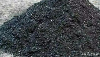 草木灰養花：用對方法效果明顯，盆栽植物收獲這6大優勢