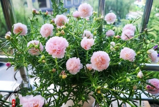 想要太陽花開花多？教你幾個小妙招，學會了花量翻倍，美極了