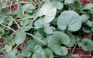 農村有一種小草，卻以“馬蹄金”命名，藥用價值高，以全草入藥