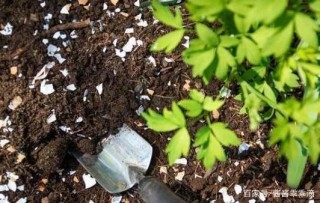 不要跟風用蛋殼養花，按四步走走，盆栽植物肥力足而無害處