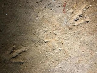 聽古生物學家講恐龍腳印的故事