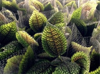 可治聲植物，外觀獨特有趣，適合盆栽養護