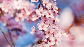 近一個月，舊愛回首，因你而起， 至死不渝 ，3星座十指緊扣