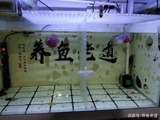 交叉感染和觀賞魚內耗問題，不是那麼容易避免的