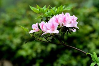 4個星座真愛降臨，1月上旬，月老登門，桃花滿園！
