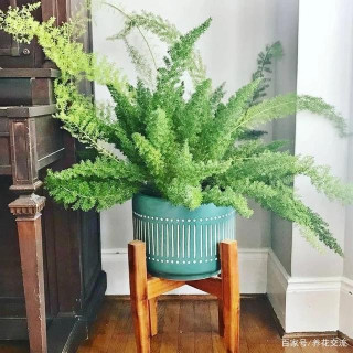 非常小眾的狐尾天門冬盆栽，適合養成室內觀葉植物