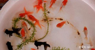 養觀賞魚數量多少為好？這兒有個寓意較好的說法